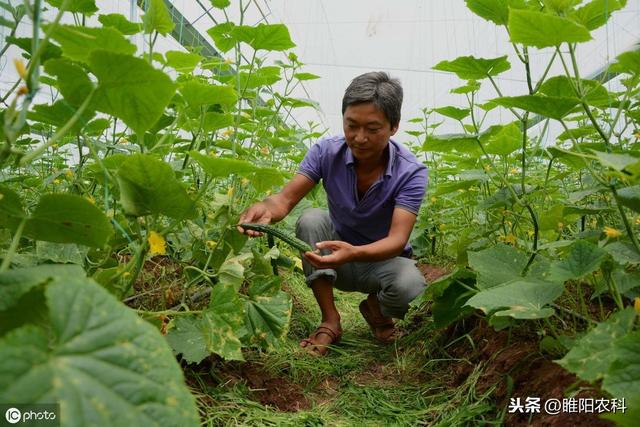 这个新药专注霜霉病、晚疫病、根腐病、茎腐病等，具有铲除作用1