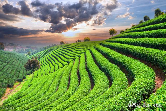 茶树病虫害如何防治？标本兼治，提升茶叶产量和品质