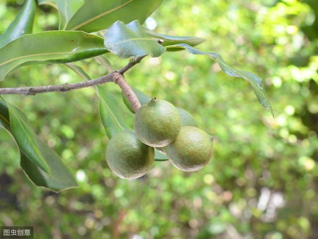 干果之王——澳洲坚果：澳洲坚果种植管理技术3大要点6