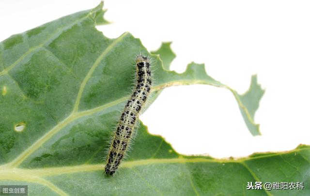 这个药防治蚜虫、红蜘蛛、菜青虫等害虫速效性好，害虫沾边即死1