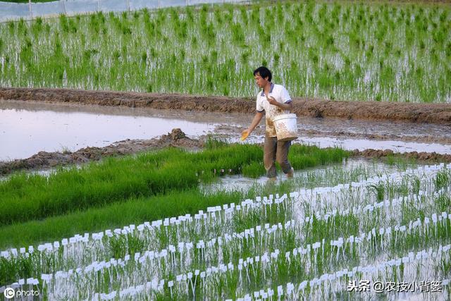 水稻如何种植管理，后期才能实现增产增收？8