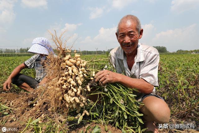 这个药才是控旺抗倒最好药剂玉米、花生、芒果等30多种作物都能用