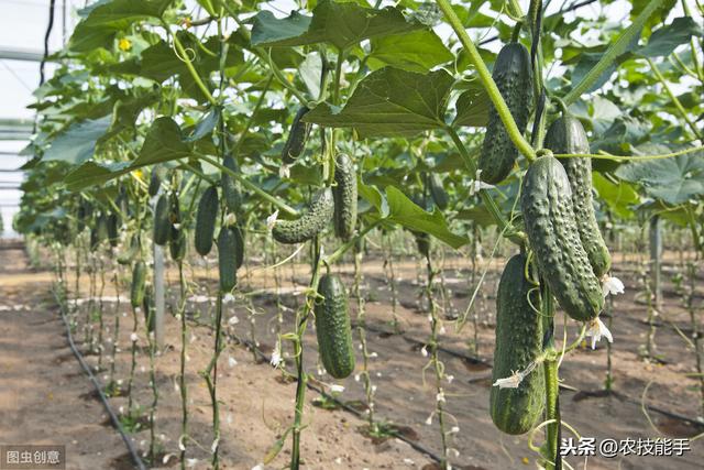 蔬菜农技：黄瓜种植生产中病毒病的发病症状、原因及防治措施介绍2