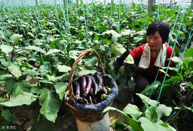 种植茄子落花落果怎么办？注意6点，开春产量杠杠的！7