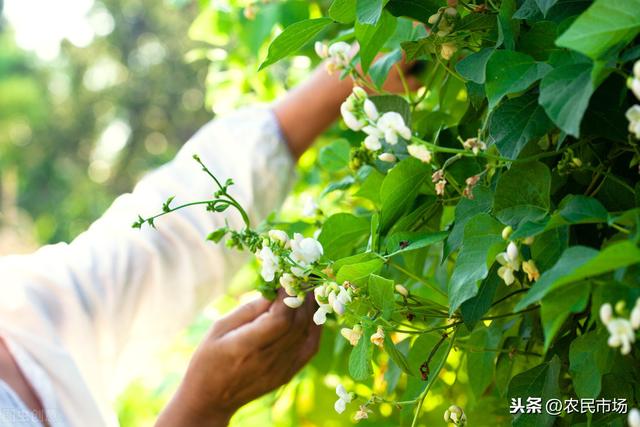 大棚芸豆冬春茬栽培技术，产量高不高！这几步很关键7