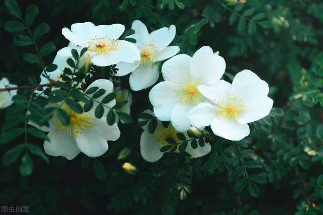 白蔷薇图片 白蔷薇图片（白蔷薇的花语） 生活