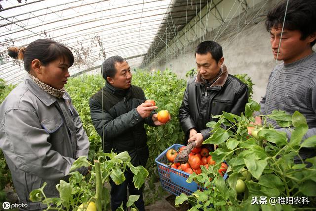 这个药专治流胶病、软腐病、青枯病等30多种病，正打反死当天杀菌6