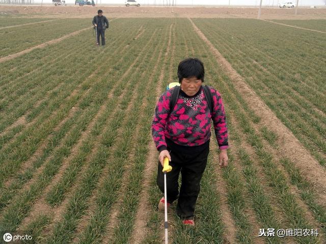 麦田最优秀的除草剂，专杀节节麦、雀麦等恶性杂草，安全又高效2