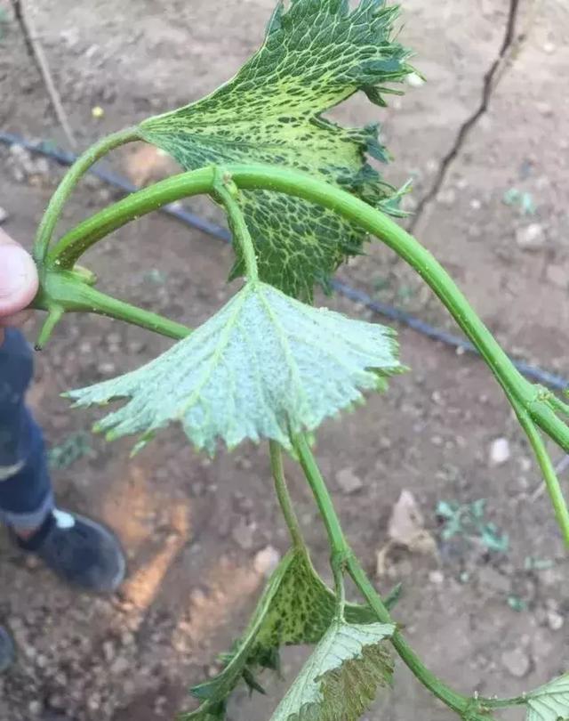 各种各样的葡萄药害表现各异，注意从细节判断！6