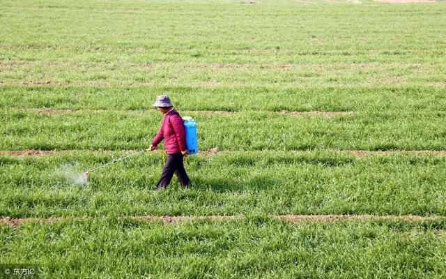 小麦田禾本科杂草用哪些除草剂可以防治？优缺点分别是什么？3