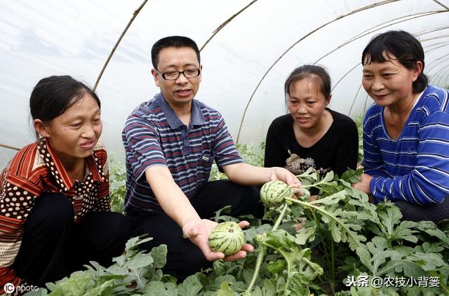 蓟马防治不当会降低作物的产量品质！学会这些蓟马防治不犯愁10