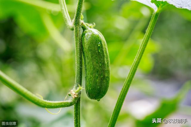 蔬菜农技：黄瓜种植生产中病毒病的发病症状、原因及防治措施介绍3