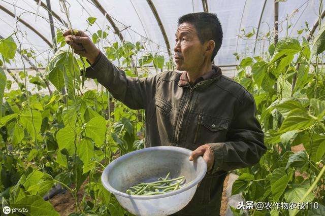 史上最全的芸豆，高产栽培管理技术！看了不后悔8