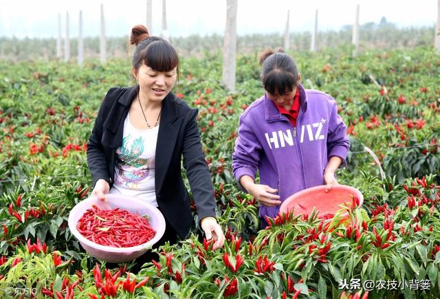 辣椒开花坐果困难、经常落花落果的原因有哪些？有哪些防治方法？10