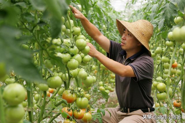 蔬菜作物容易发生茶黄螨，巧妙防治才能保证后期优收和高产7