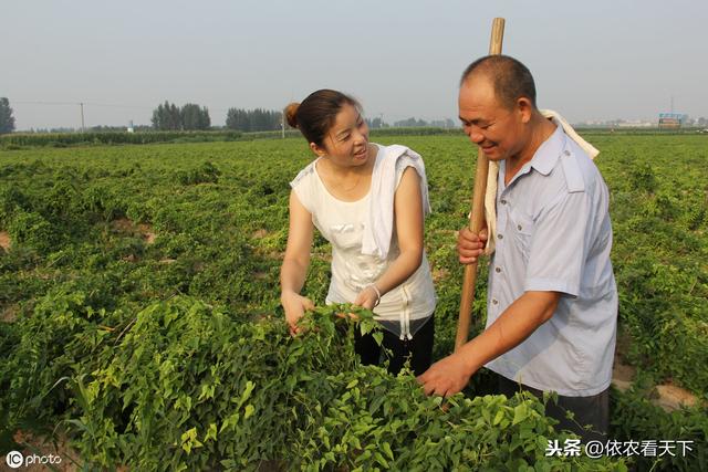 山药根腐病即将爆发，3条应急措施保收成，综合防治避免危害累加4