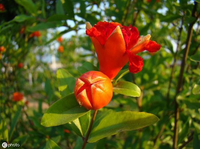 石榴落花落果太严重，多半是这些原因引起，以后要加强几方面管理