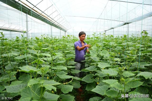 黄瓜细菌性流胶病害不要怕！对症下药才效果好，保准病害立马少！