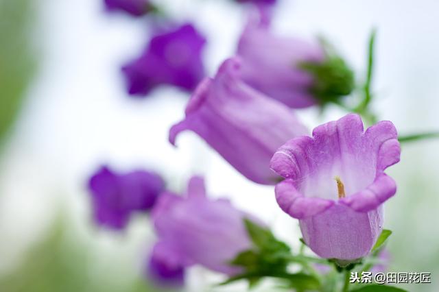 风铃花 风铃花（风铃花折纸教程） 生活