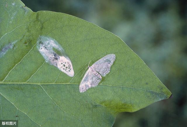 印楝素——防治410余种害虫、杀虫比例高达90%的蔬菜常用杀虫剂4