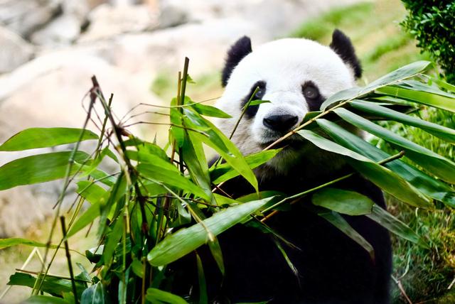 熊猫的特点和生活特征 熊猫的特点和生活特征（大熊猫的特点和生活特征） 动物