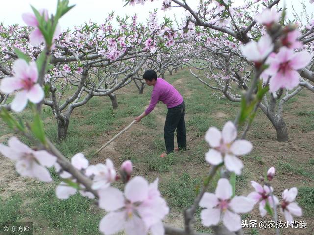 桃树流胶病年年发生、年年难防治，学会这些方法立体有效防治！4