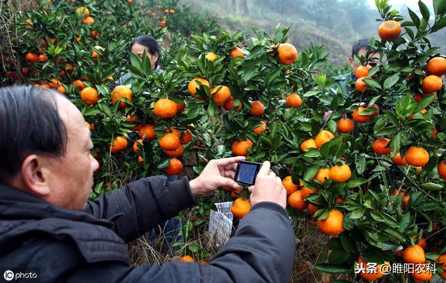 这个药是果树专用保花保果、膨大、增产、美果药剂，效果特好4