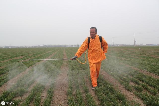 一亩地种植70斤小麦，太稠了怎么办？这个时候要谨慎