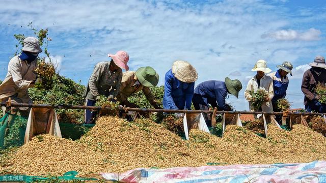 农民种花生，花生发生黄叶病怎么办？需要喷晒什么药物来防治7