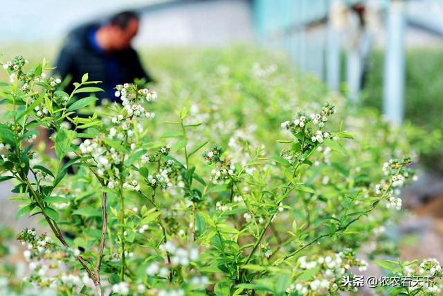 蓝莓要想产量好，花果期种植细节很重要，4大管理要点供参考2