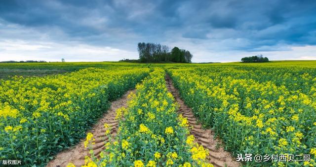 油菜播前、播后苗前或移栽前除草剂的安全使用技术2