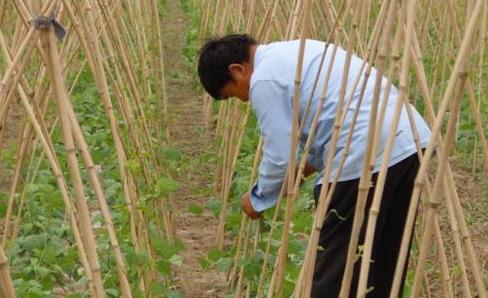 农民种豆角想增产，如何合理选用生长调节剂？你知道吗？2