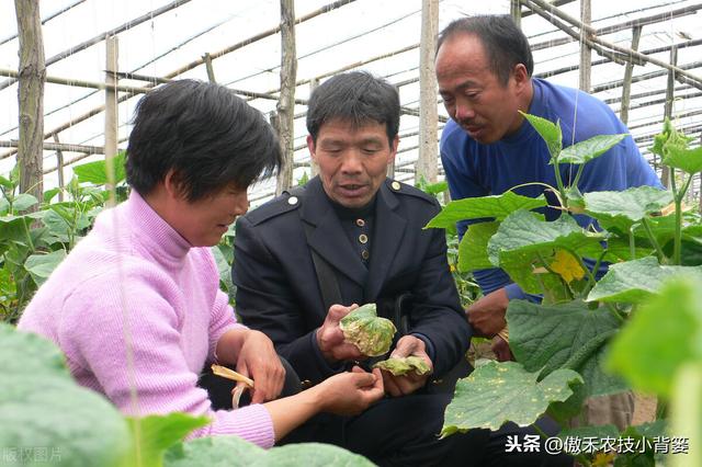 氨基寡糖素使用安全、功能强大、效果好，防治作物病害要巧用3