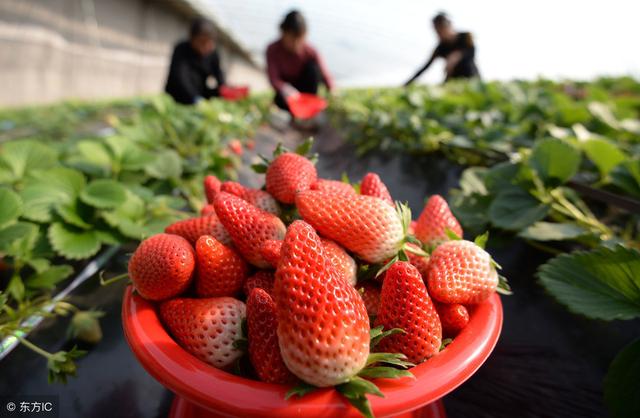 草莓虫害高清图谱及药剂选择（最新版）10