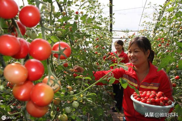 这几个配方对100多种真菌、细菌病害都具有保护、治疗和铲除作用3