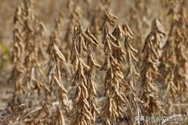 大豆有花无荚、有荚无籽、有籽干瘪、落花落荚的原因与防治技巧10