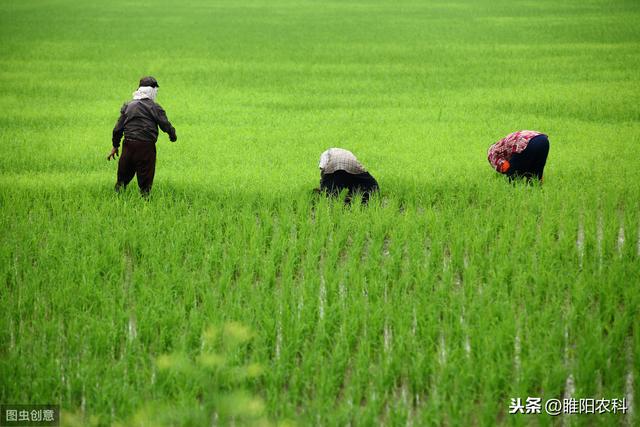 稻田优秀除草剂，能杀几十种杂草，持效期长，安全高效