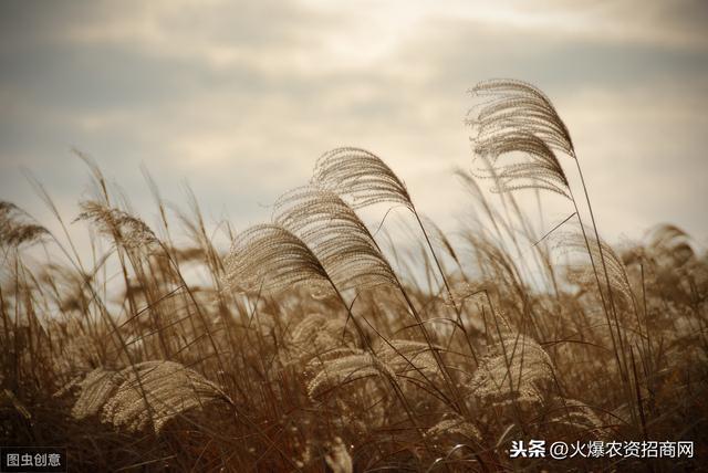 打芦苇用什么药 玉米田芦苇用什么除草剂