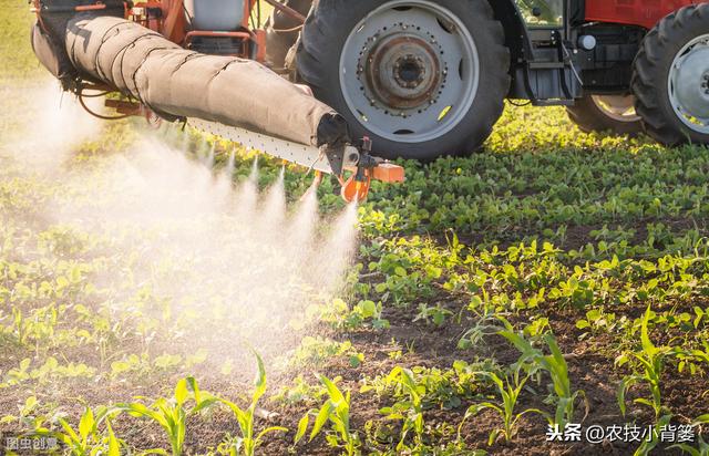 玉米田除草剂使用后，杂草杀不死或出现药害的原因与解决方法11