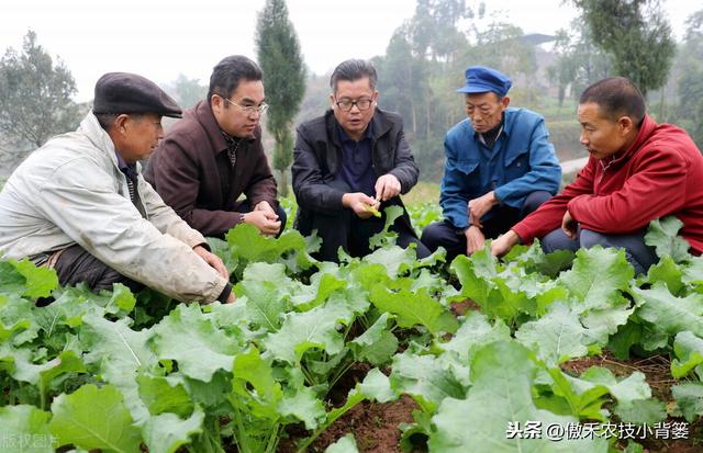 氨基寡糖素使用安全、功能强大、效果好，防治作物病害要巧用2