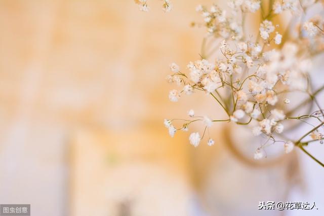 满天星代表什么意思