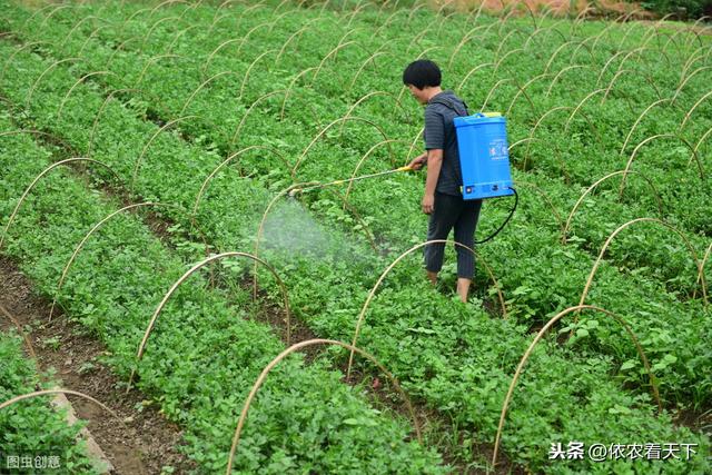 芹菜得了斑枯病，产量、品质难保障，需提前入手科学防治7