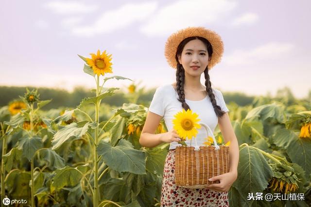 浅谈向日葵栽培及病虫害防治技术9