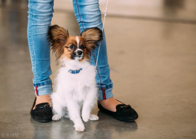 蝴蝶犬能长多大