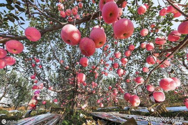 果树溃疡病易发病、难防治，学会这些知识方法，轻松防治不犯愁7