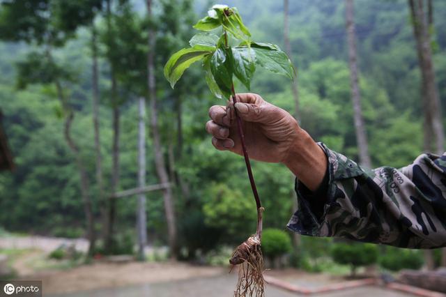 重楼种植技术