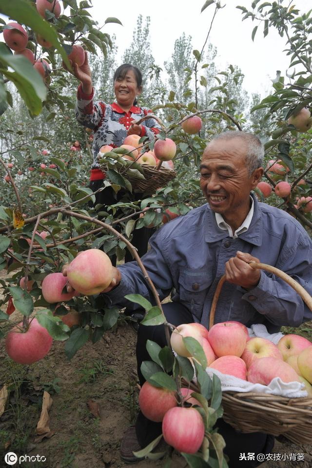 作物发生病毒病，危害重、易复发、难根治，这些防治方法要牢记！6