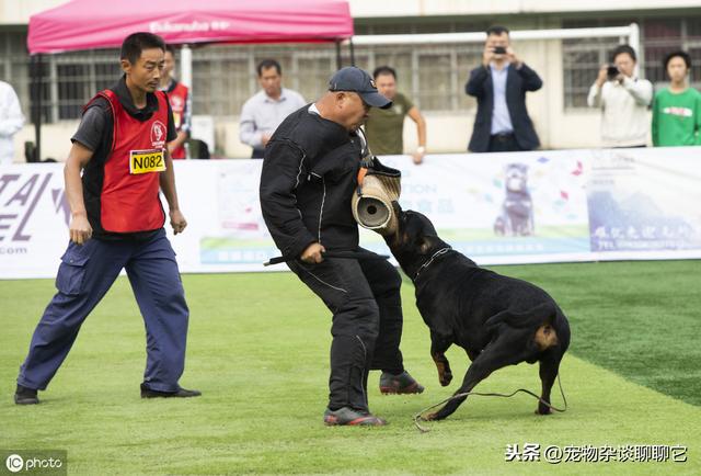 防暴犬