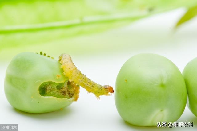 甲维盐杀虫慢，只要加上这个药当天即可死虫，持效期可达30天6