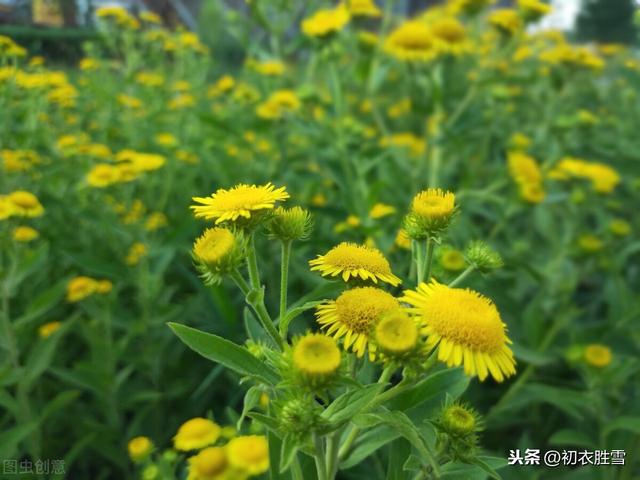 秋雨禅诗美句，一番秋雨一番凉，道路无尘野菊香